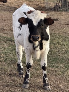SE Snowsue Bull Calf