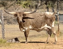 Dawn’s Early Desire