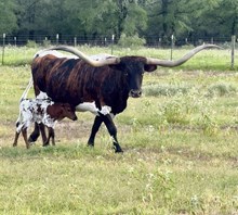 BCR TARI’S FORTE 621