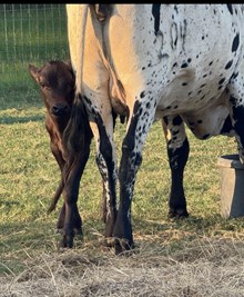 Miss Midnight Faith Heifer calf