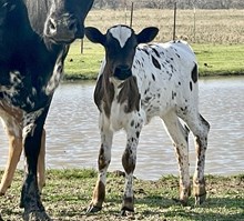 Heifer Calf