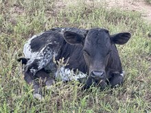 Bull calf 