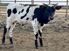 Bull Calf 