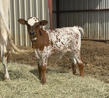 Bull Calf